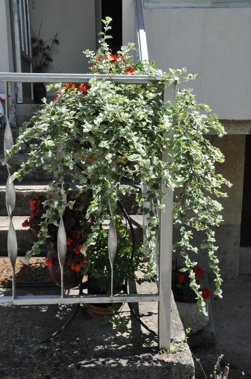 Apartment Marioni Buzet Εξωτερικό φωτογραφία